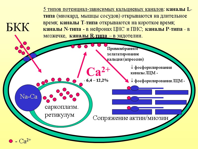 БКК саркоплазм. ретикулум Сопряжение актин/миозин Са2+ Na-Ca - Ca2+ Примембранное хелататирование кальция (апрессин) 5